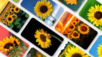 Sunflower Wallpaper Affiche