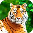 Tiger Wallpaper 2025 圖標