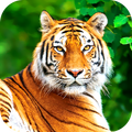 Tiger Wallpaper 2025
