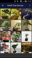 Bonsai Wallpaper screenshot 2