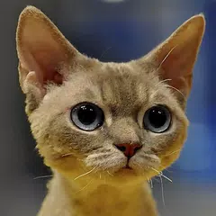 Find Cats APK download