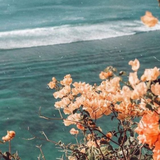 رواية نور الحياة icono