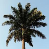 Palm tree Wallpapers 截图 3