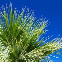 Palm tree Wallpapers پوسٹر