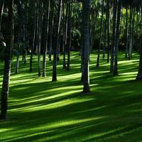 Palm tree Wallpapers ภาพหน้าจอ 1