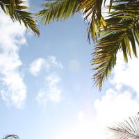 Palm tree Wallpapers скриншот 2