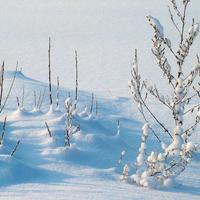 Winter Wallpapers Ekran Görüntüsü 3