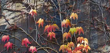 Aesthetic Photo Frames