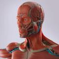 Human Anatomy - 3D