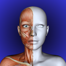 Human Anatomy - 3D APK