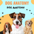 Dog Anatomy : 3D Doggy