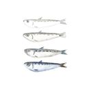 Jenis Ikan di Malaysia APK