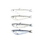 Jenis Ikan di Malaysia icon