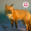 Animals: Ringtone
