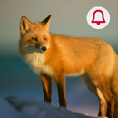 Animals: Ringtone APK