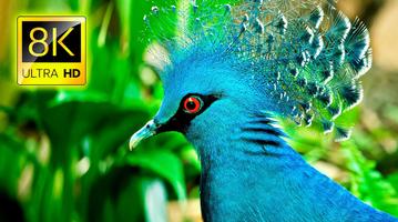 Bird Sounds : ringtone Ekran Görüntüsü 1