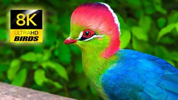 Bird Sounds : ringtone Ekran Görüntüsü 2