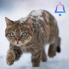 Cat Sound - Meow icon