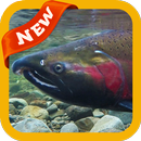 Salmon Wallpaer APK
