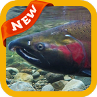 Salmon Wallpaer icon