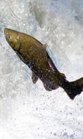 Salmon Wallpaer স্ক্রিনশট 1