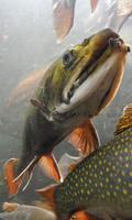 Salmon Wallpaer imagem de tela 2