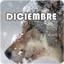 Diciembre citas y refranero APK