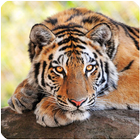 Tigres bonitos para enviar y fondo de pantalla icône