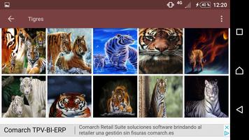 Tigres bonitos para enviar y fondo de pantalla capture d'écran 2