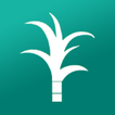 ShahuSakhar Cane Field icon