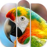 APK PicSticks: Picture Sort Puzzle