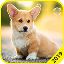 Fonds d'écran: Corgis APK