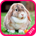 Wallpapers: Rabbits
