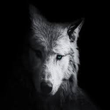 ”نغمات وادي الذئاب_بدون نت