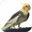 Cockatiel Sounds Offline Mp3