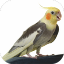 Cockatiel Sounds Offline Mp3 APK