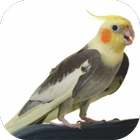 Cockatiel Sounds Offline icon
