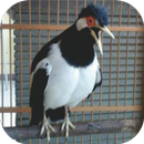 Master Kicau Jalak Suren Juara APK