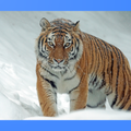 Tiger Wallpapers
