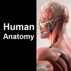 Human Anatomy Quiz icono