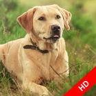 Beautiful Labrador Wallpapers icon