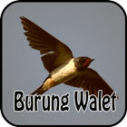 Burung Walet Pikatan آئیکن