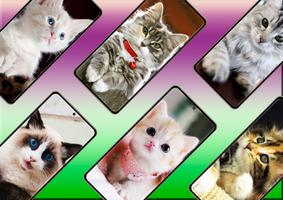 Cute Cats Wallpaper スクリーンショット 1