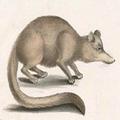 Rat Album