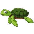 Turtle Album