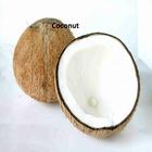 Coconut icône