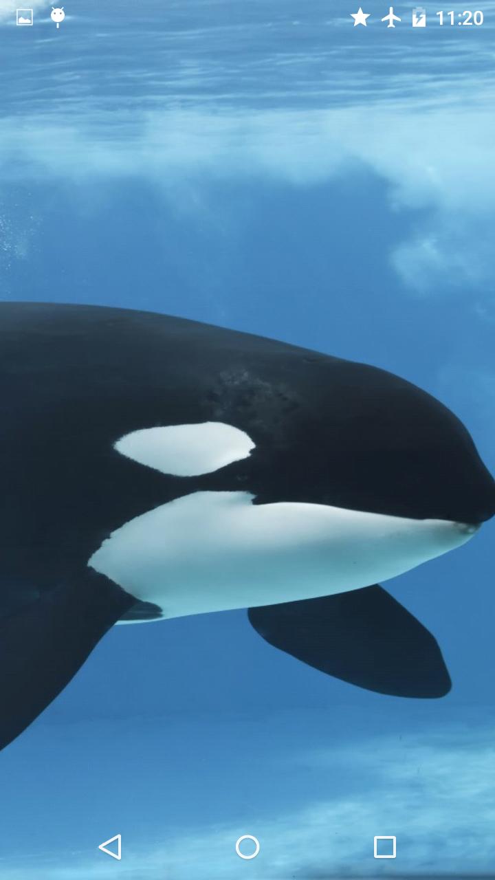Orca Killer Whale For Android Apk Download - killer whales life roblox