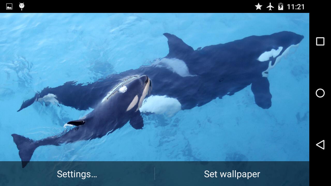 Orca Killer Whale For Android Apk Download - killer whales life roblox