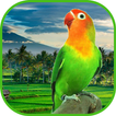 Masteran Lovebird - Suara Ngekek Panjang