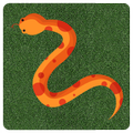 Corn Snake